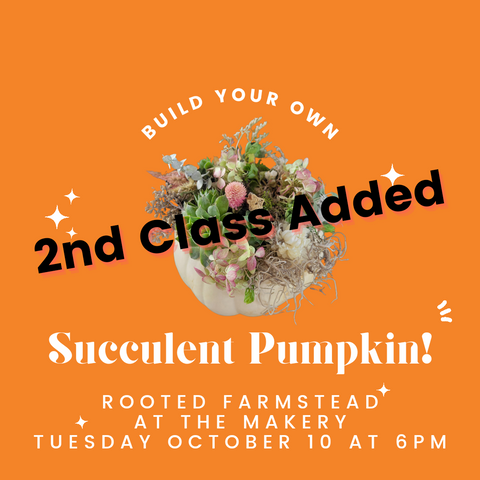 Succulent Pumpkin Workshop at The Makery - 2nd Date!
