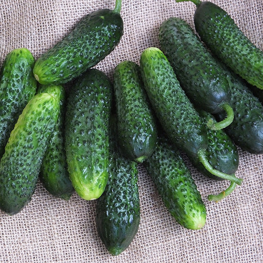 Anya European Pickling Cucumber