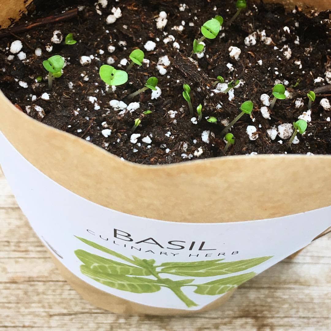 Garden in a Bag | Basil