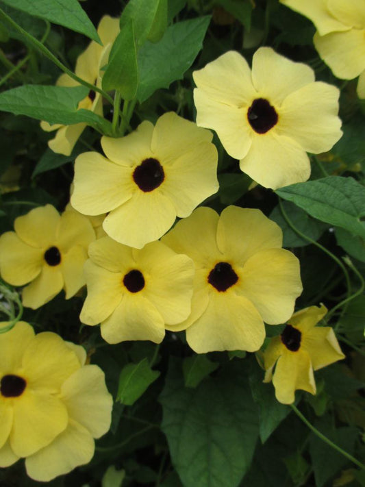 Black Eyed Susan Vine (Thunbergia) Yellow