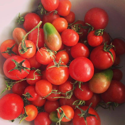 Kids Garden in a Bag | Tomato