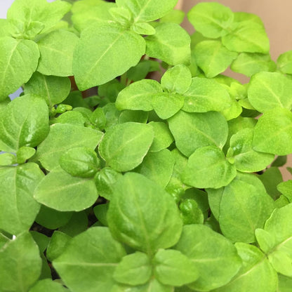 Garden in a Bag | Basil